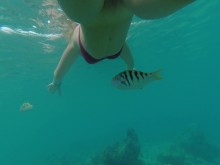 Snorkel en arrecife